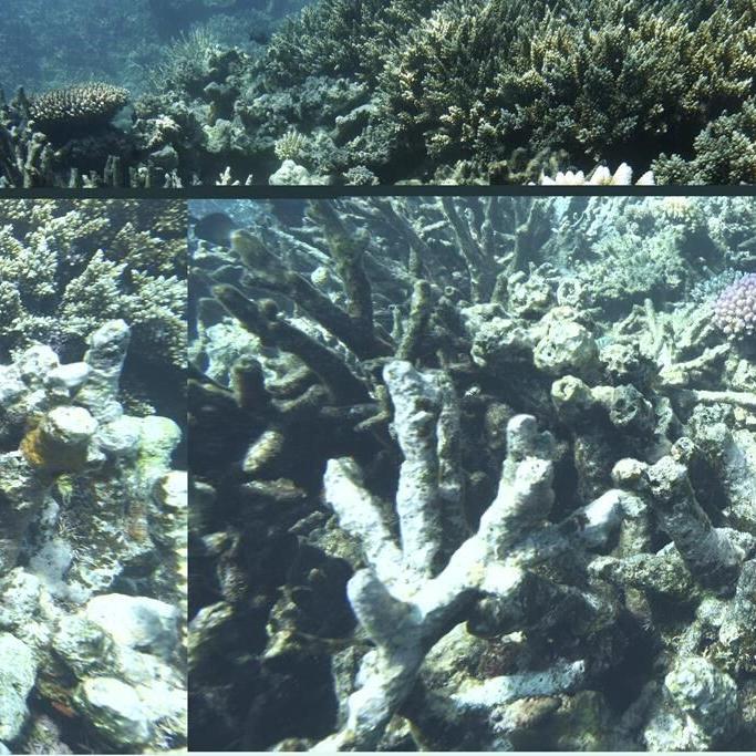UN debates deep sea mining as countries and companies now allowed to seek provisional licenses